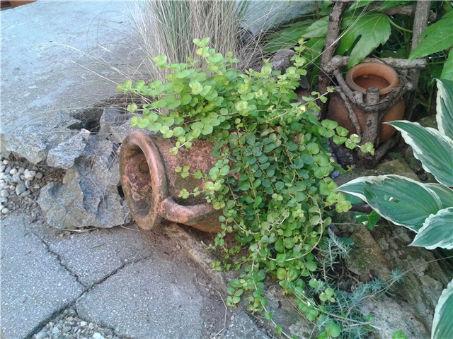 Moj vrt